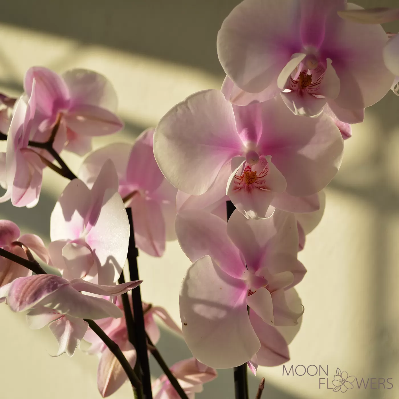 Pale pink orchid with 2 branches
