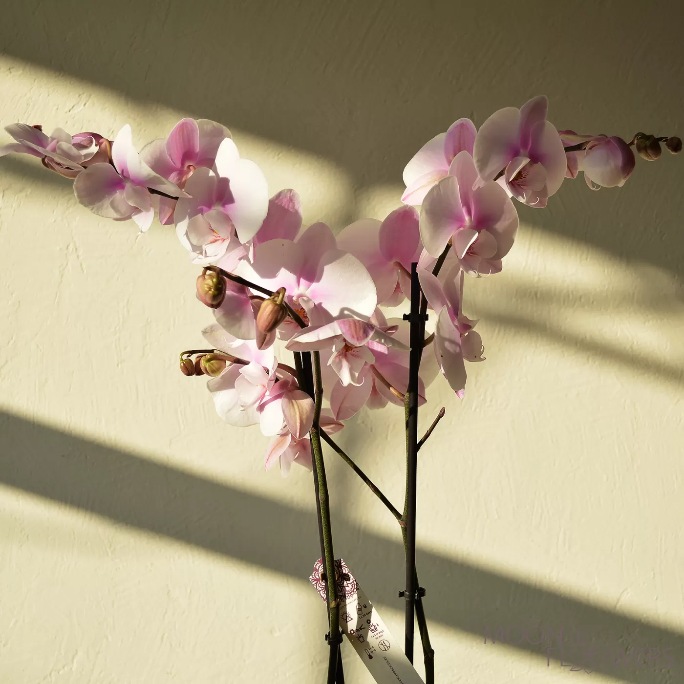 Pale pink orchid with 2 branches