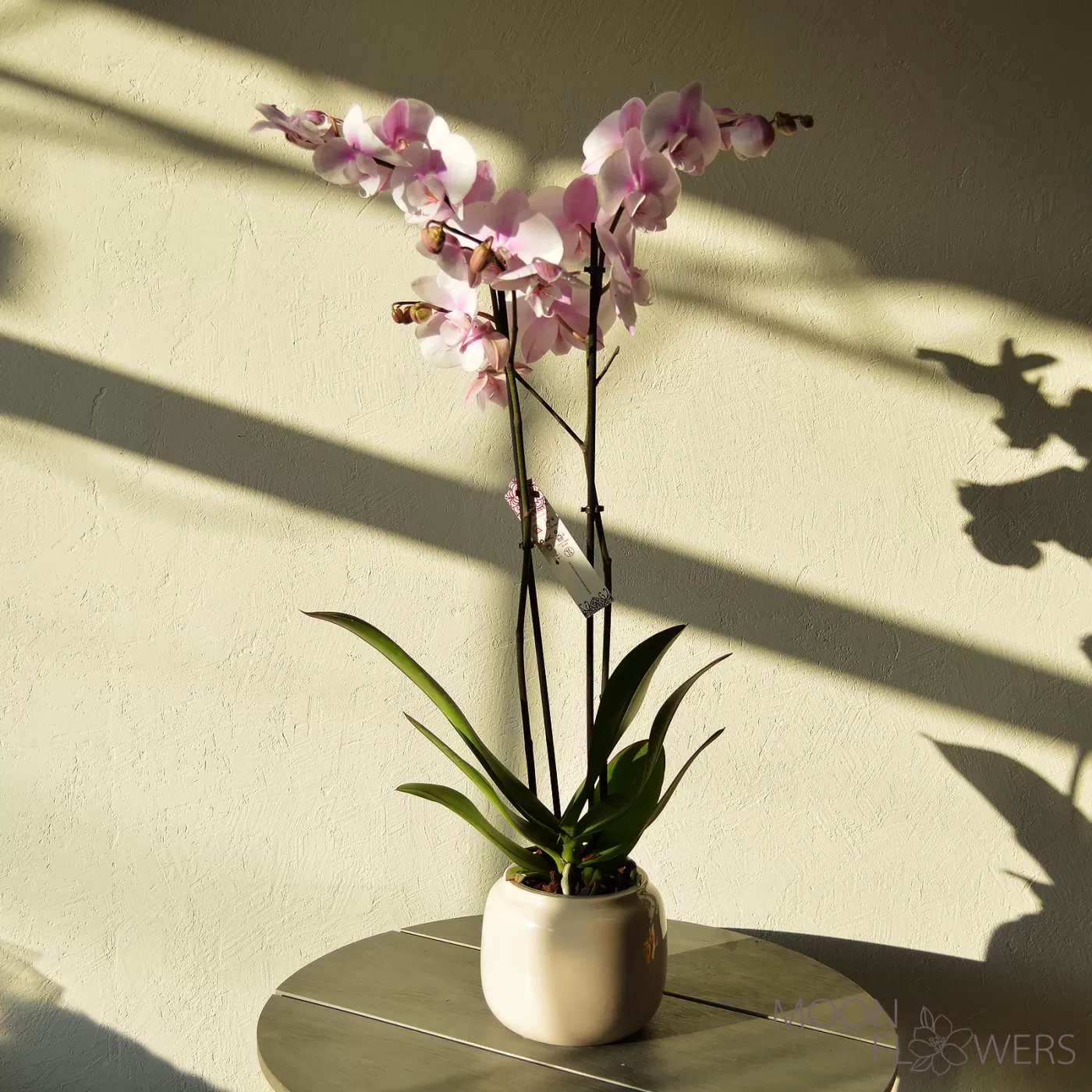 Pale pink orchid with 2 branches