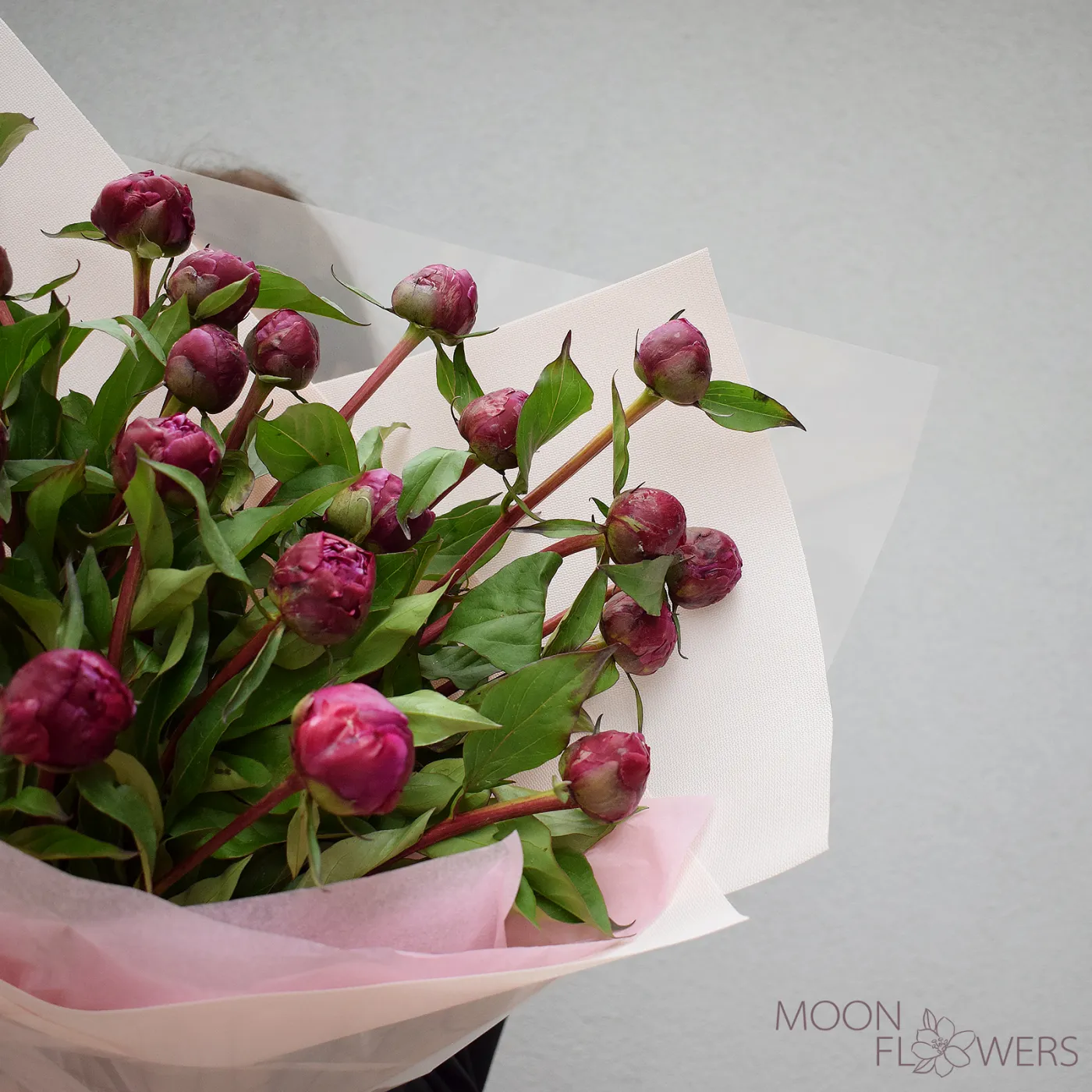 Bouquet of 21 burgundy peonies