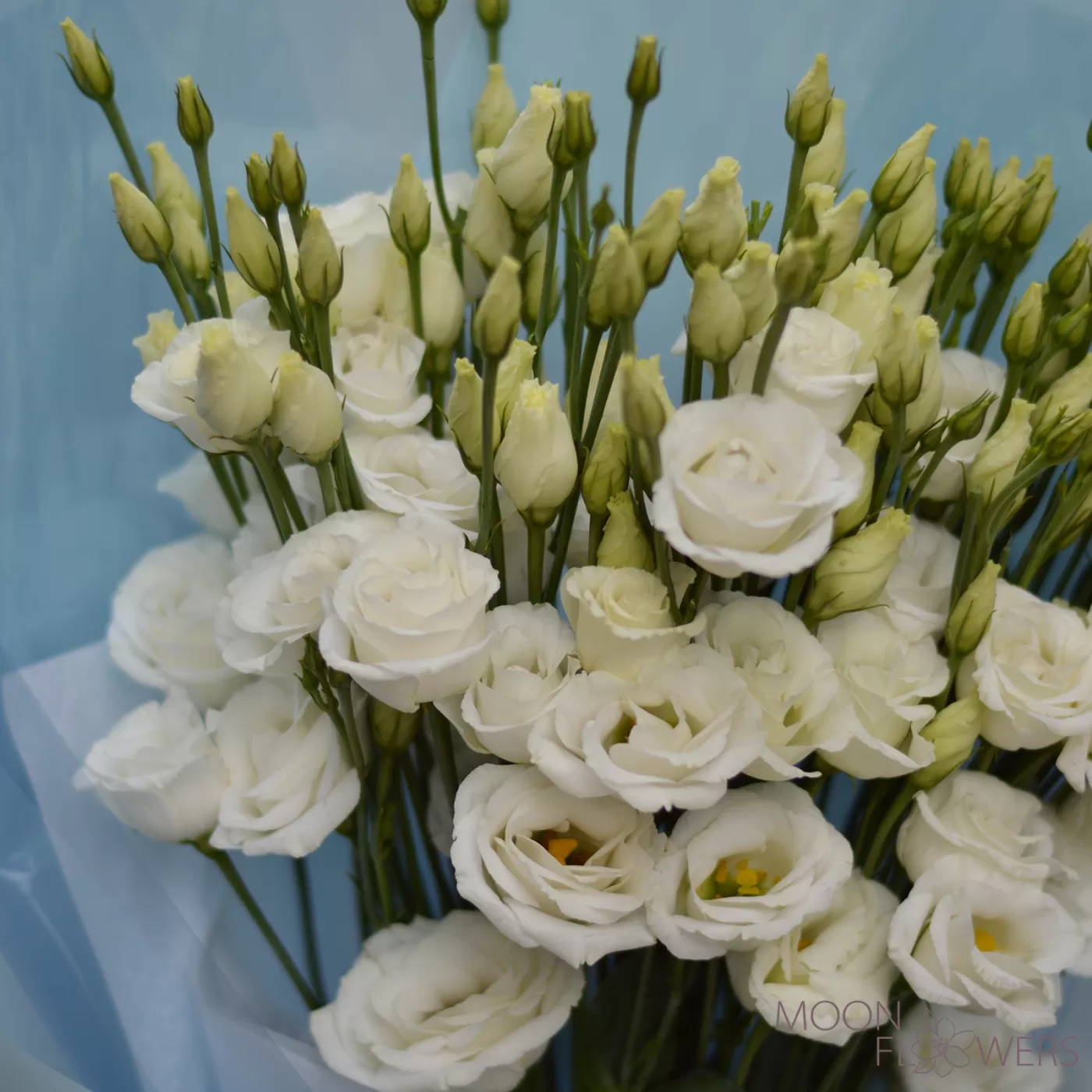 Bouquet of white eustoma (M)