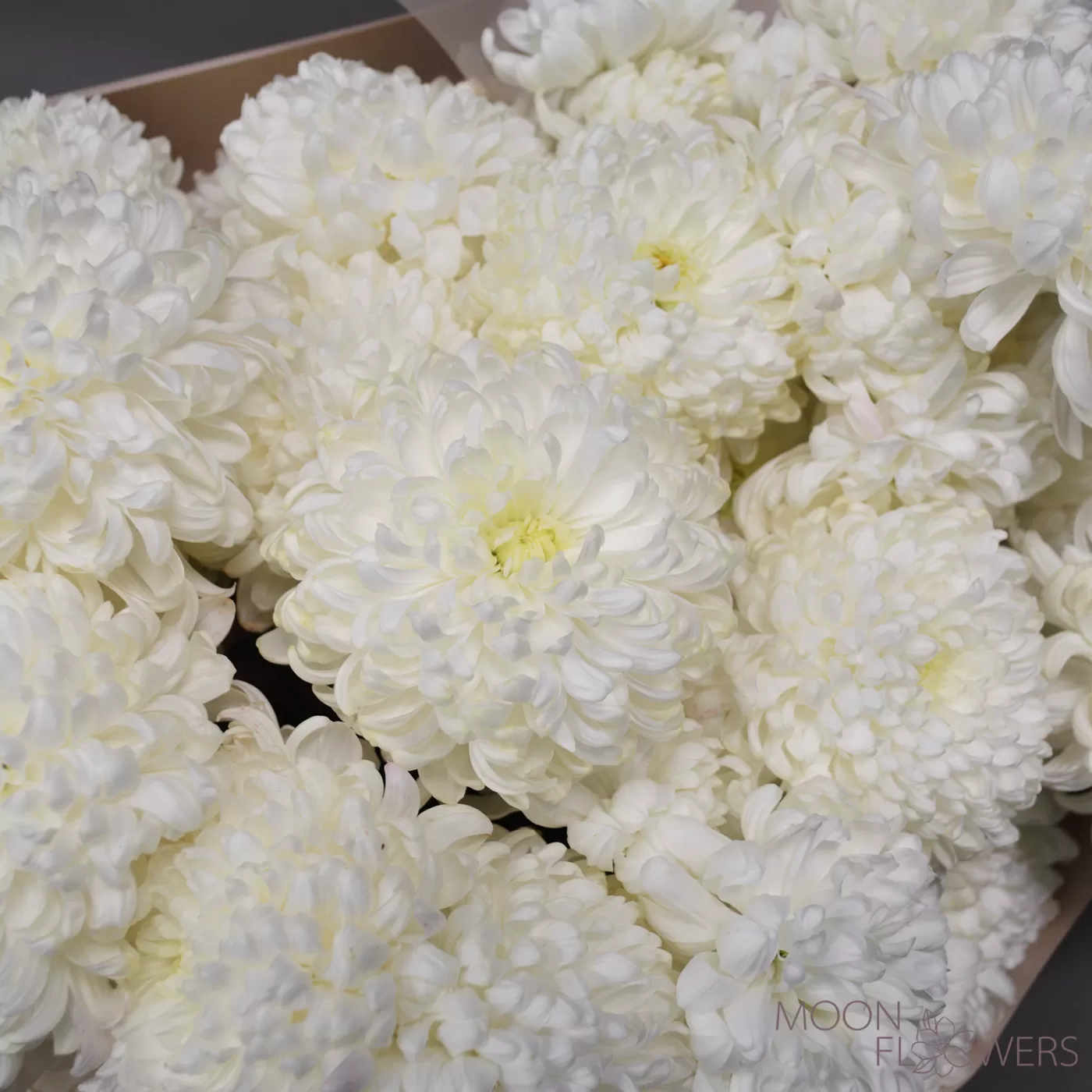 Buchet de crizanteme albe