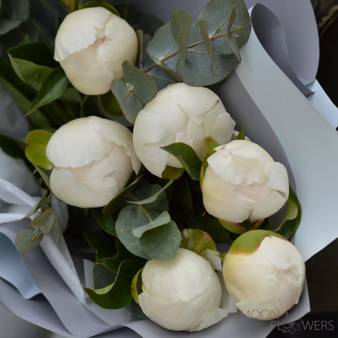 Buchet de bujori Olandezi albi (S)