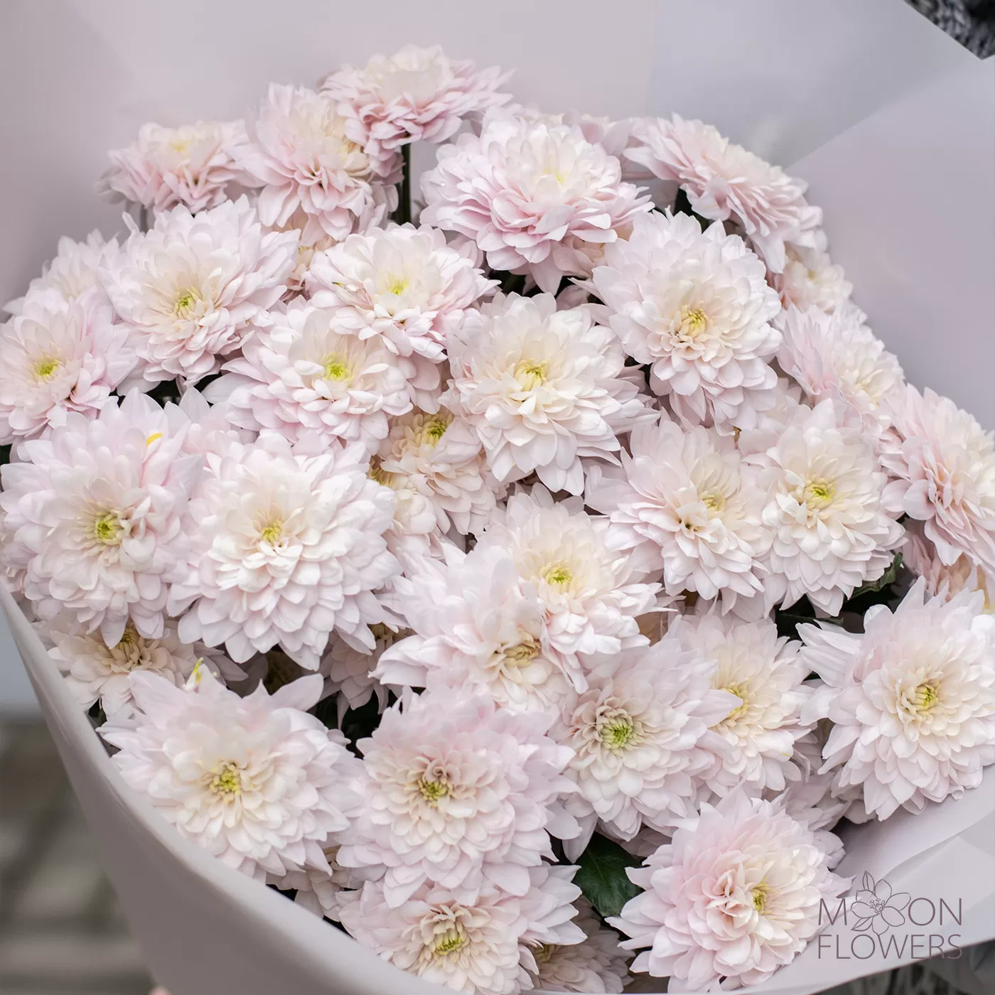 Bouquet of pink Dutch chrysanthemum