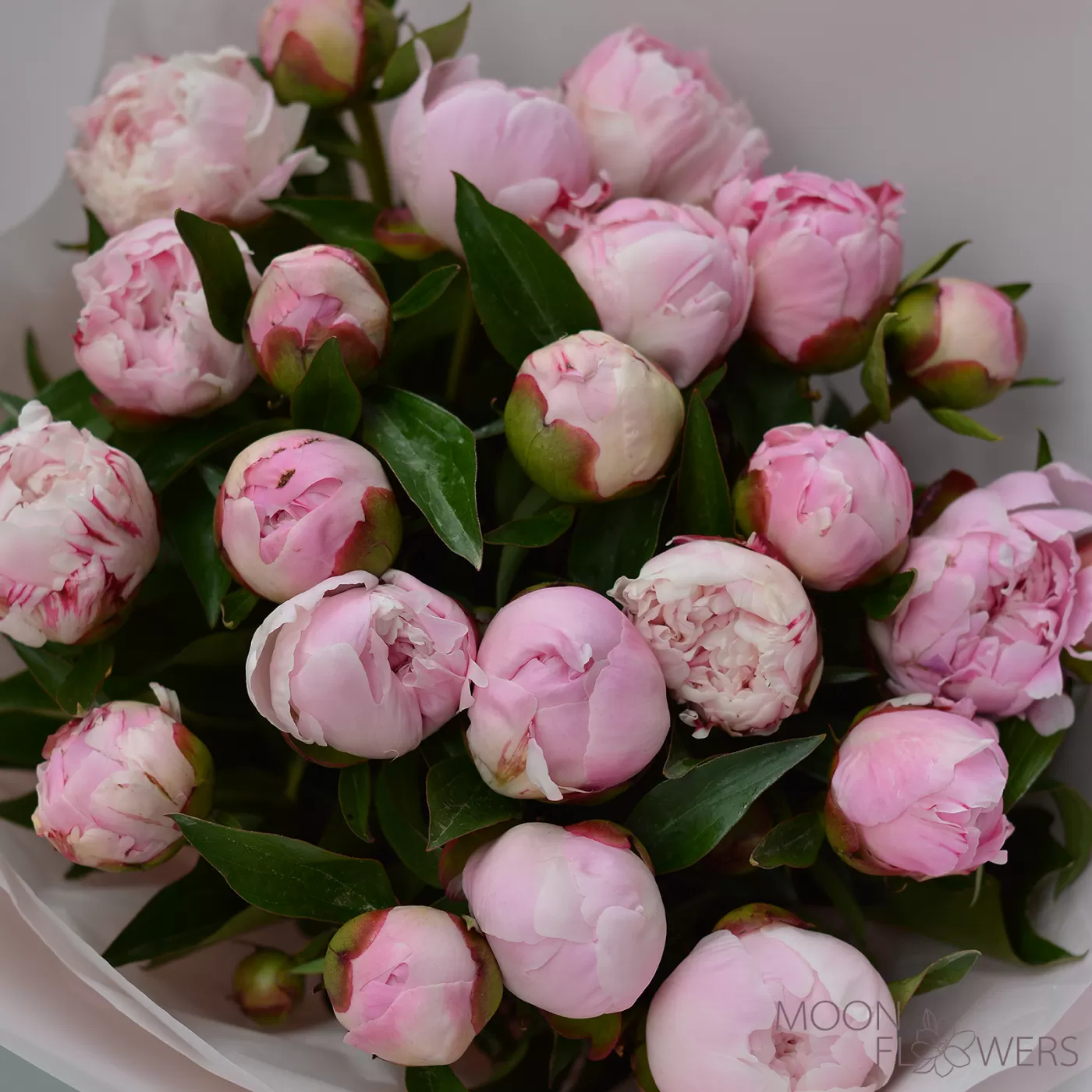 Buchet de bujori roz (L)