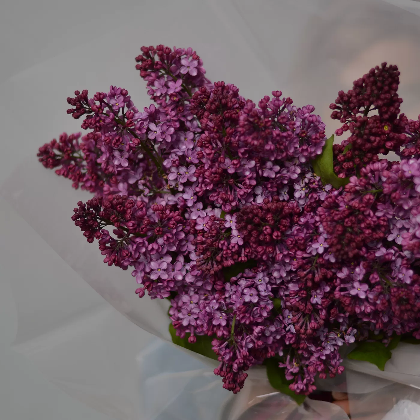 Buchet de liliac (S)