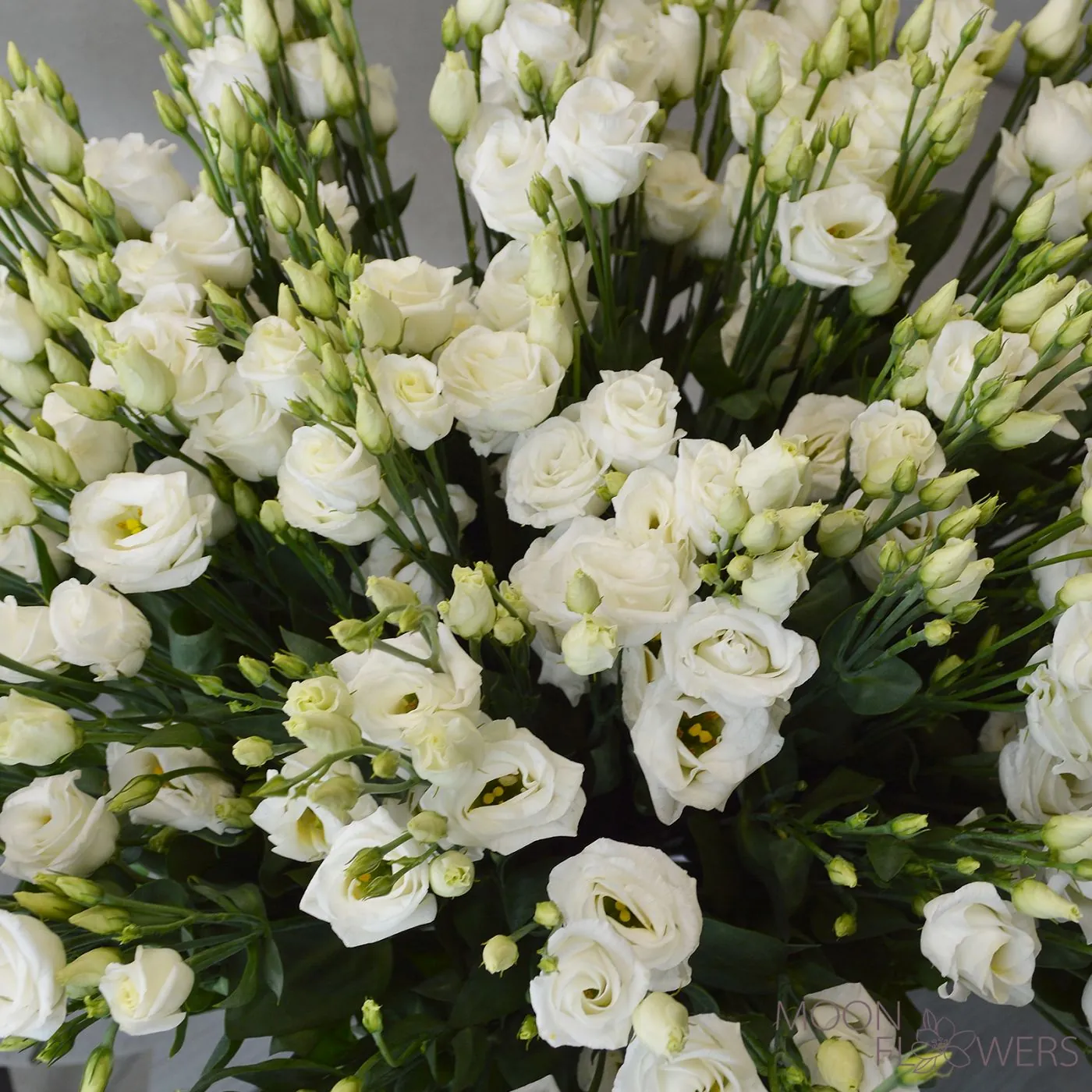 Eustoma albă