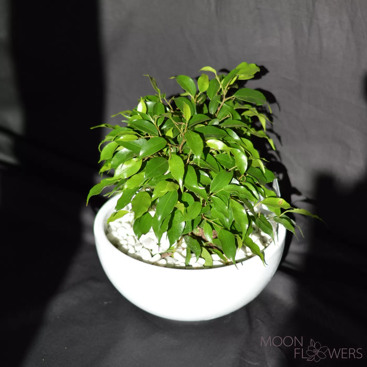 Ficus
