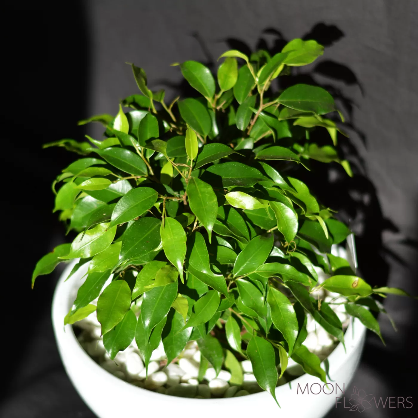 Ficus