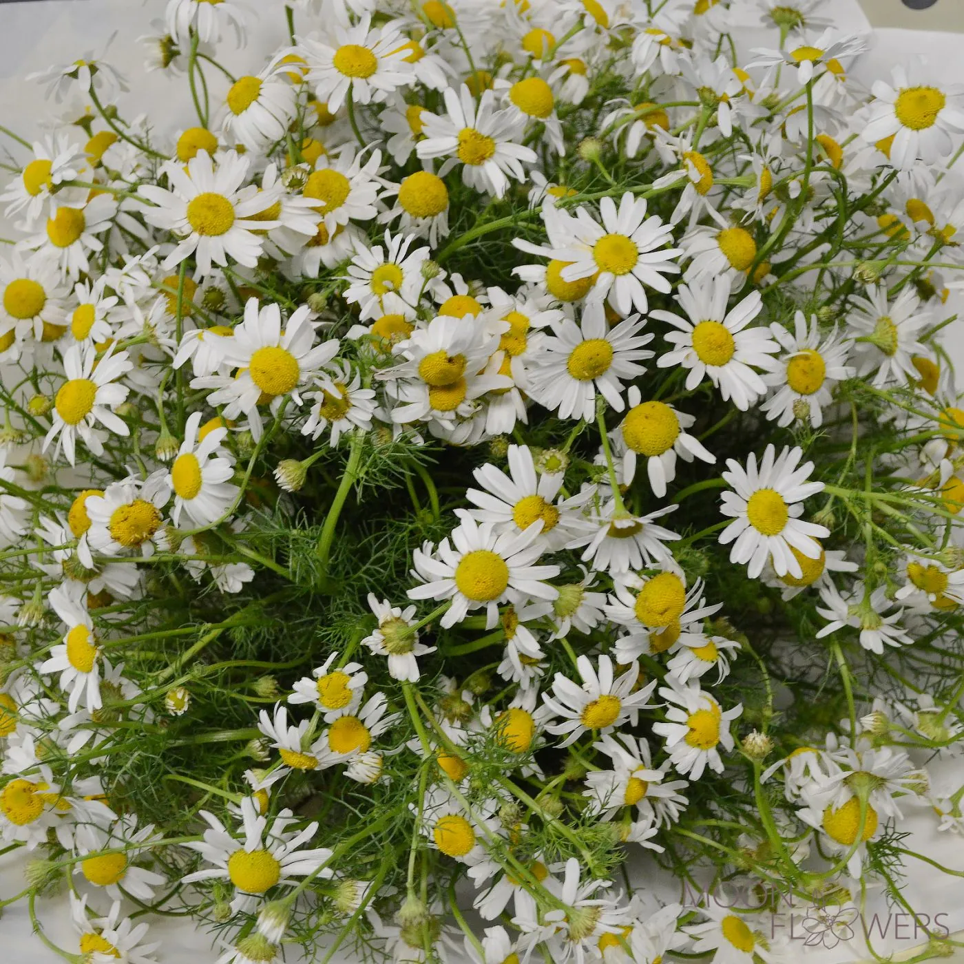 Buchet de vară