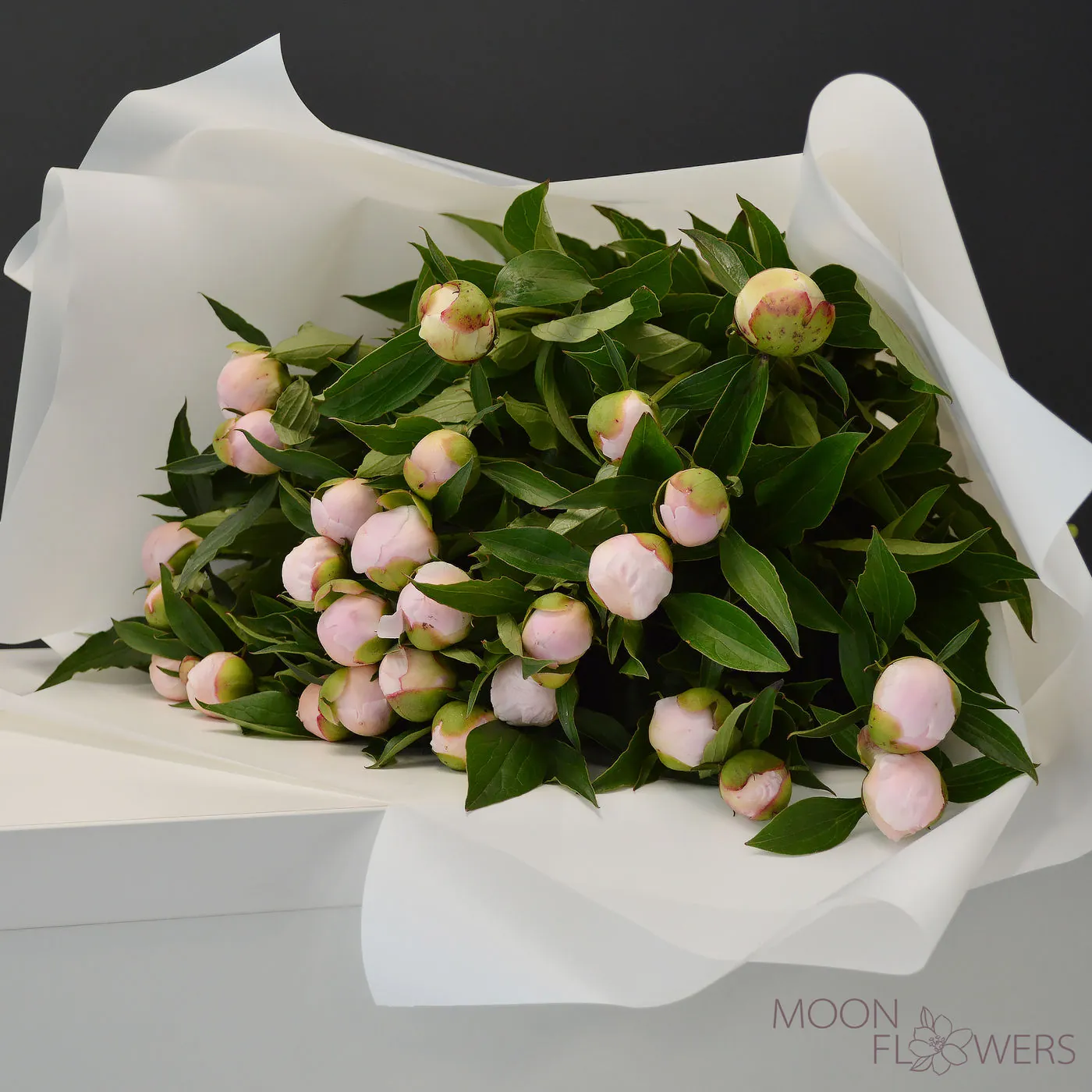 White Dutch peony