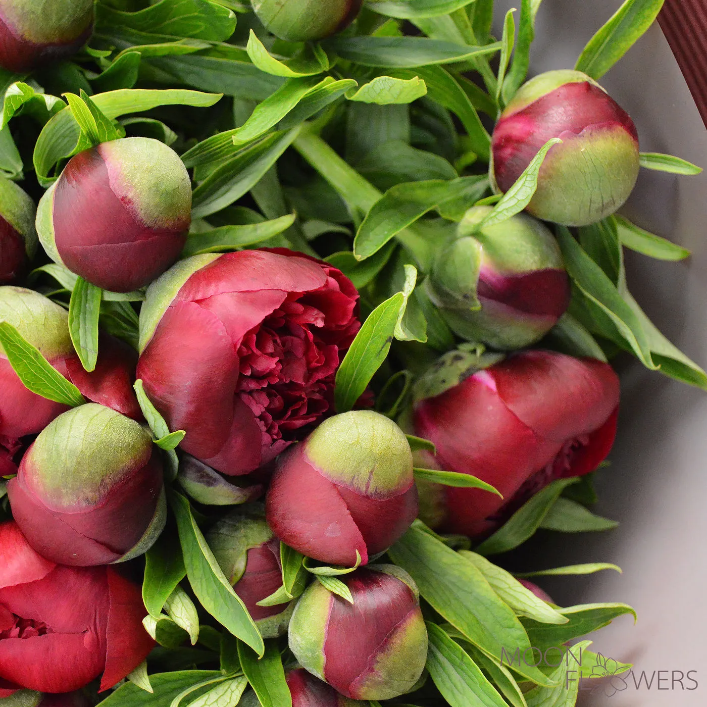 Red peony
