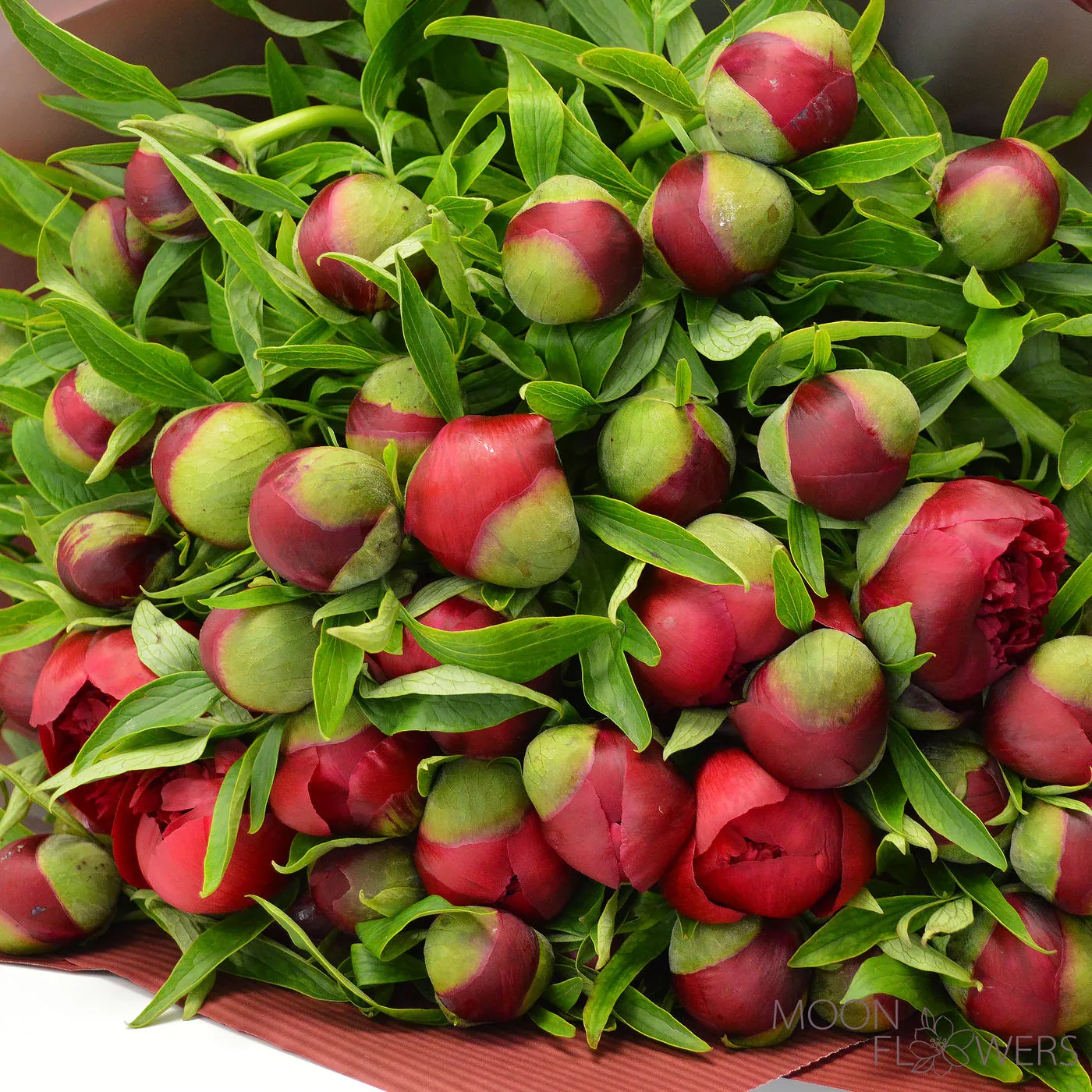 Red peony