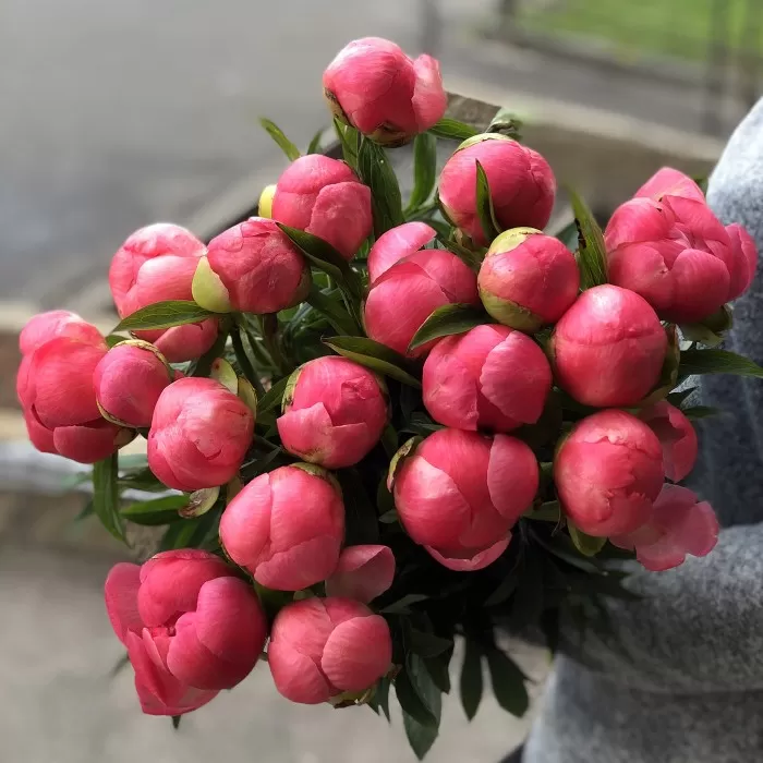 Пион коралловый