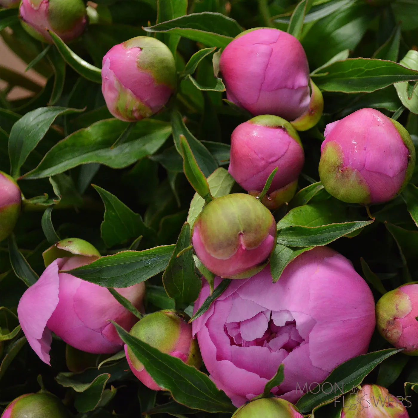 Pink peony