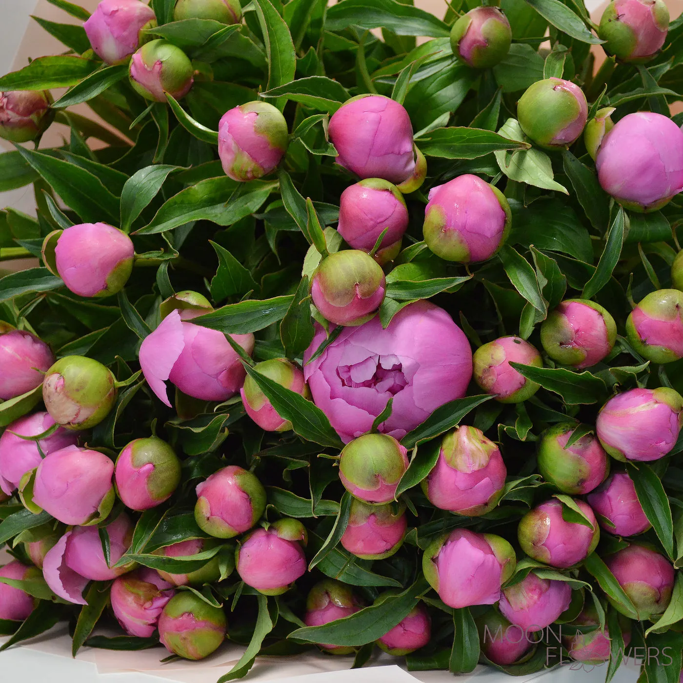 Pink peony