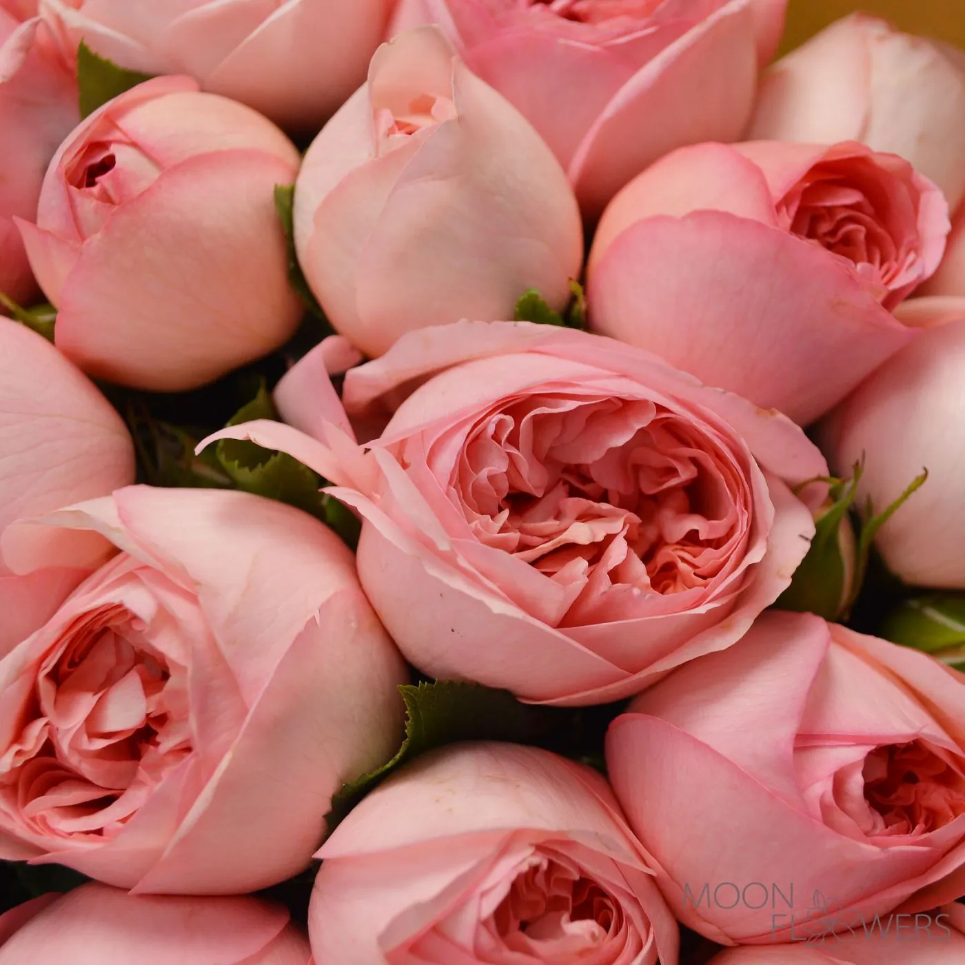 Pink peony rose