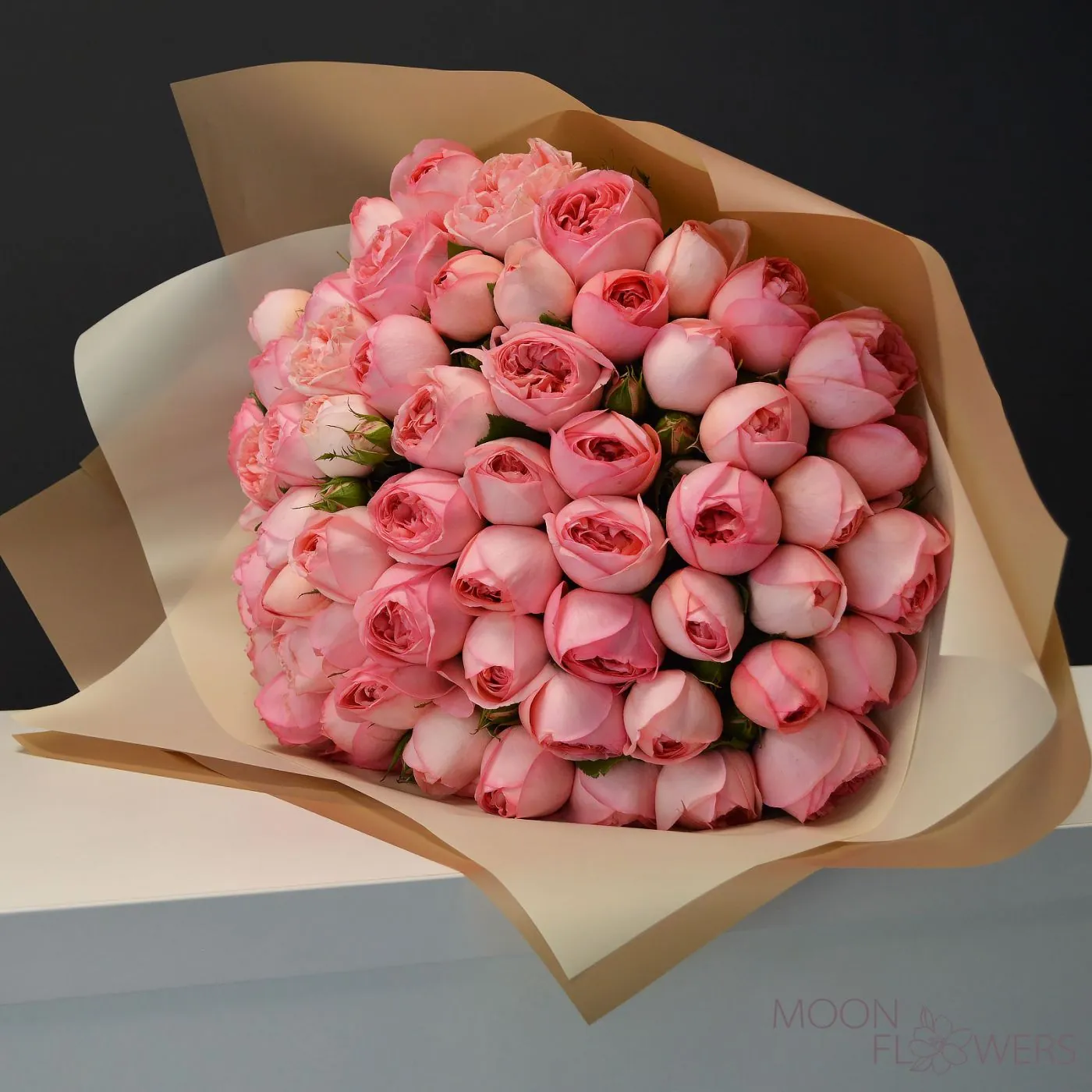 Pink peony rose