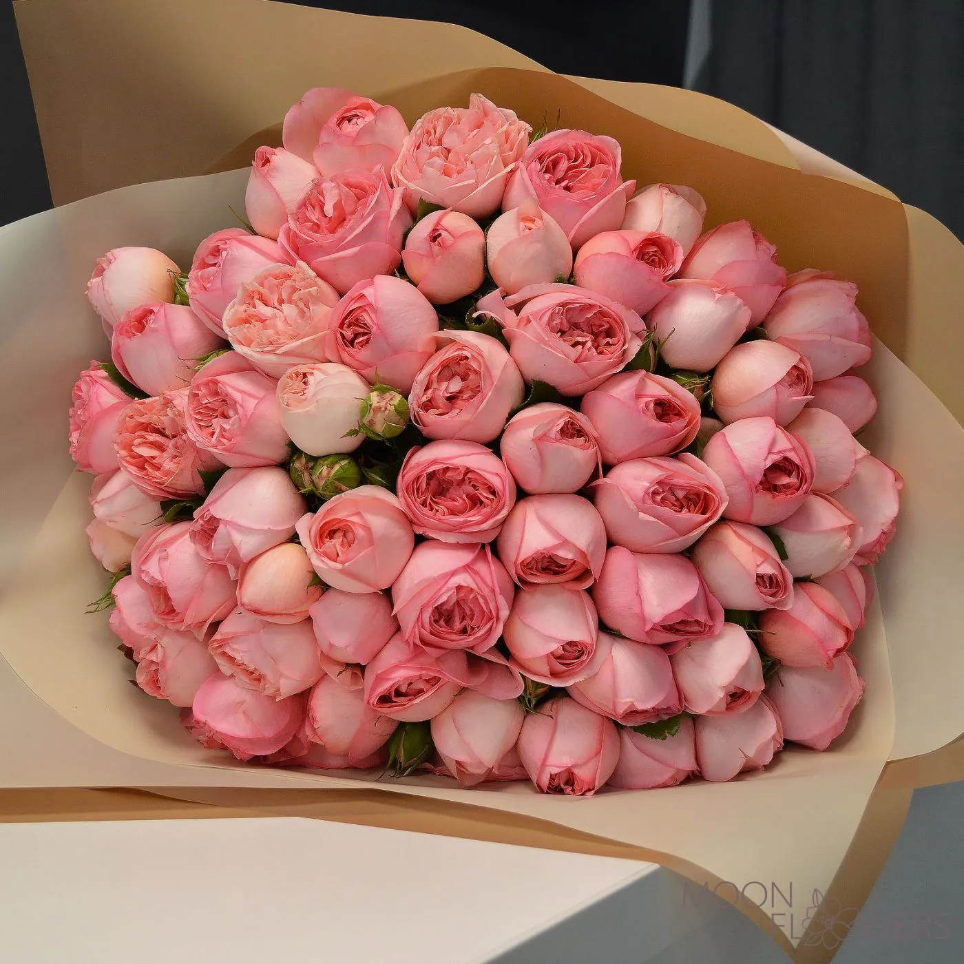 Pink peony rose