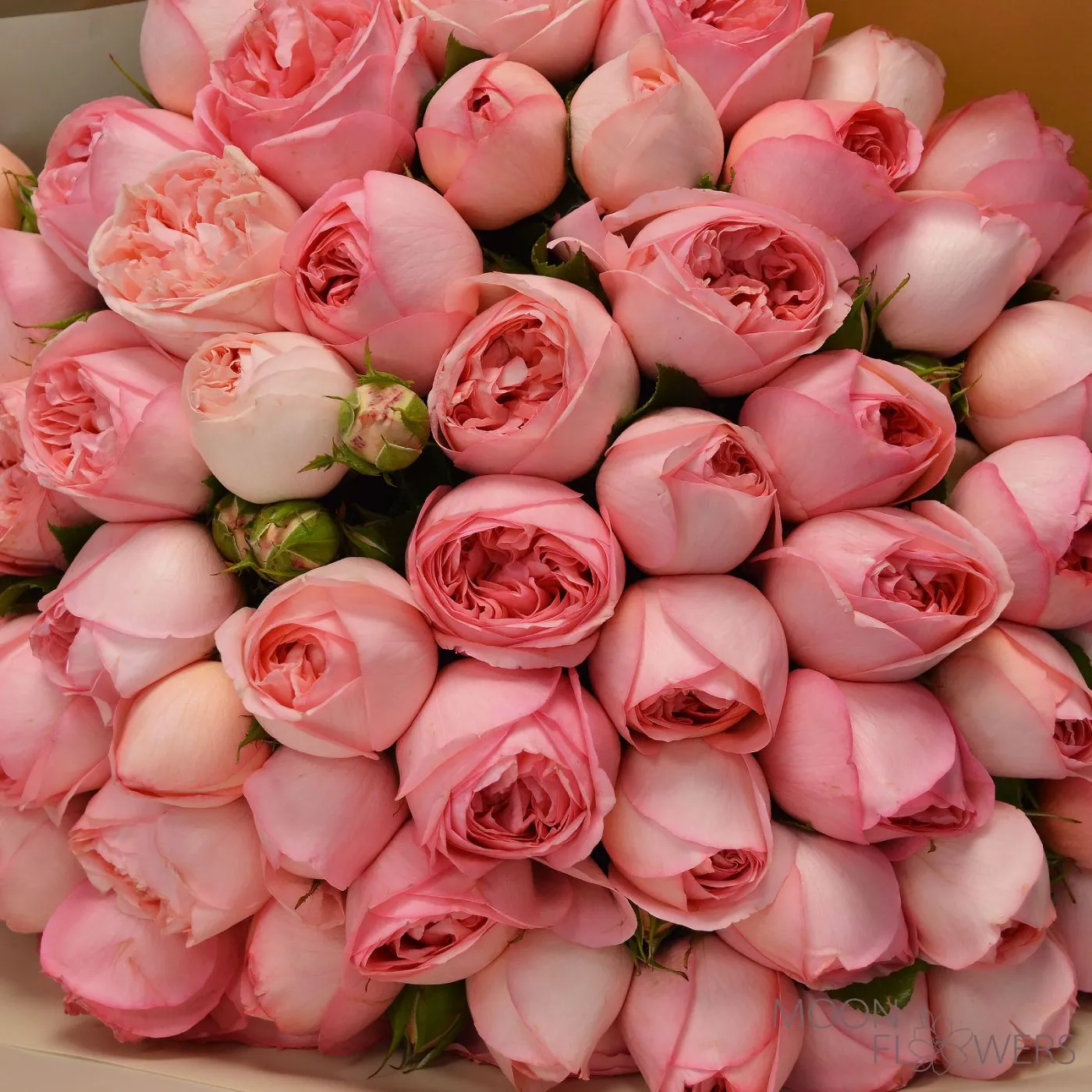 Pink peony rose