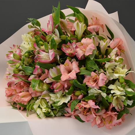Alstroemeria