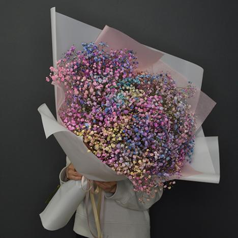 Gypsophila