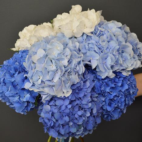 Hydrangea