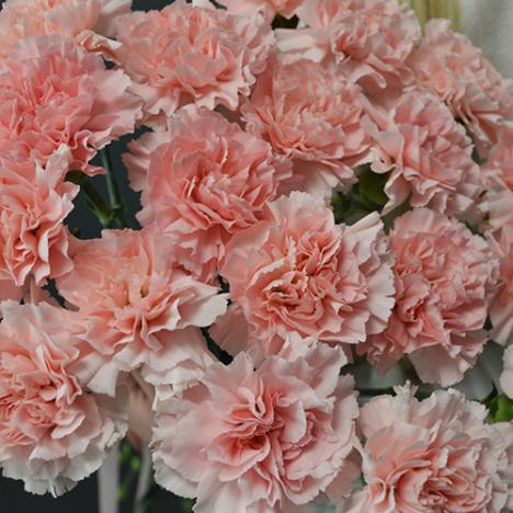 Carnation