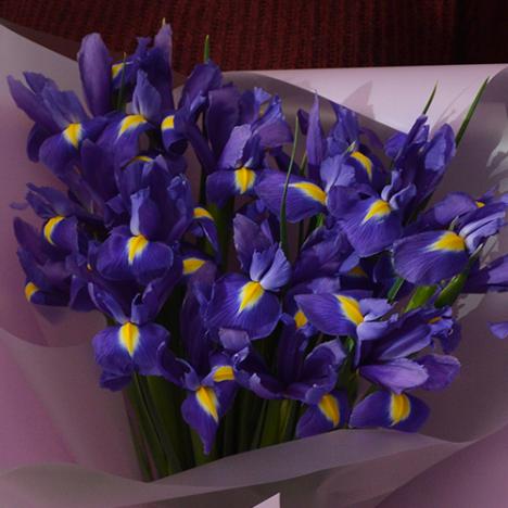 Iris