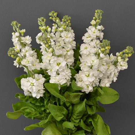 Matthiola