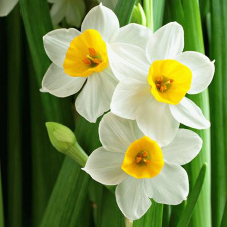 Narcissus