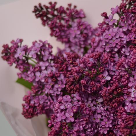 Liliac