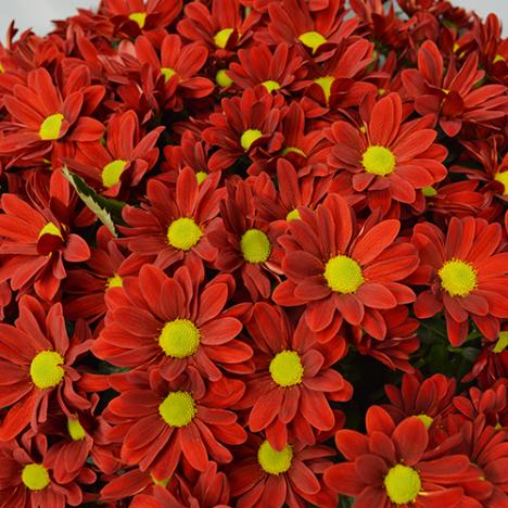 Chrysanthemum