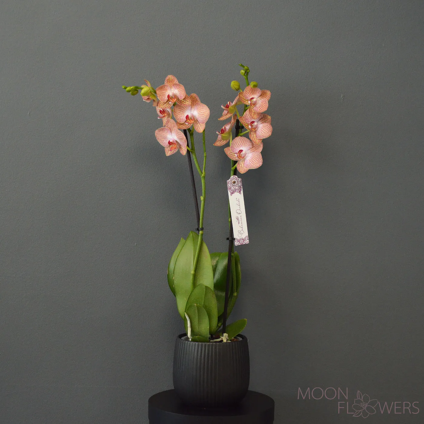 Yellow-orange orchid with 2 branches