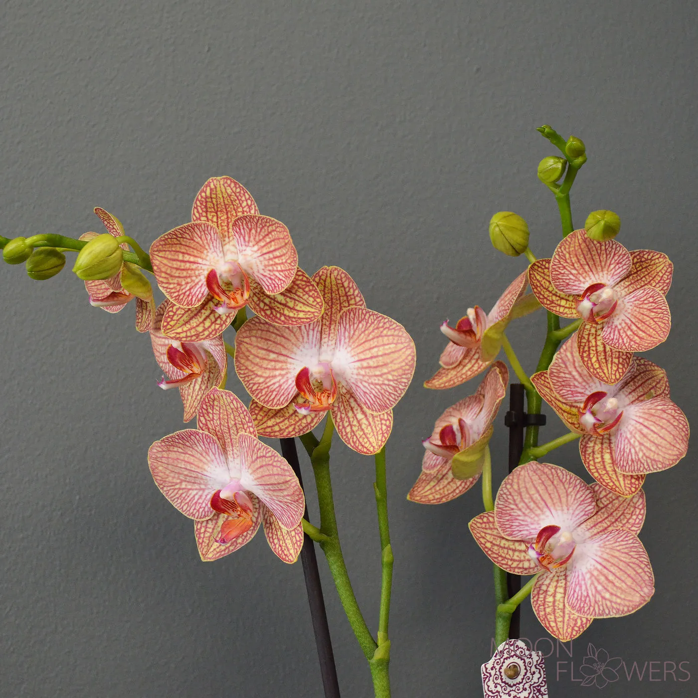 Yellow-orange orchid with 2 branches